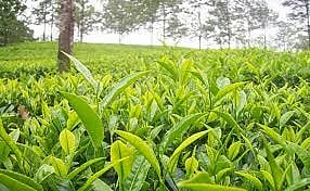 Tea production down by 7.21%,exports up marginally