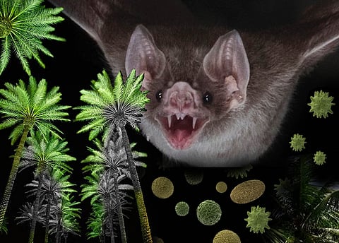 From Nipah to Shimla