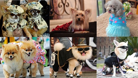 Pet Fashion – It’s a Pet’s World Indeed!