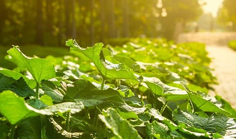 Discovery of new photosynthesis