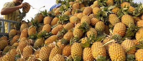 President to declare Tripura’s ‘Queen’ pineapple as State fruit