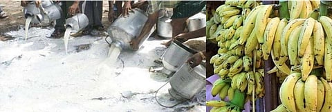 Banana, milk destroyed