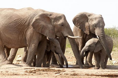 10,000th wildlife conflict claim in Karnataka