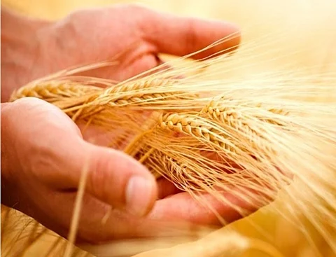 ‘Crop Insurance Scheme Benefits Companies more than Farmers’