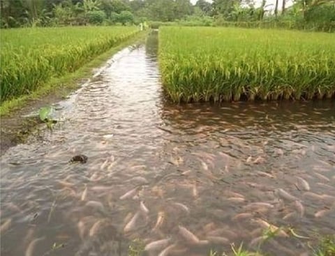 Prospects of Paddy-cum-Fish Culture in Assam