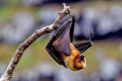 Fruit bats identified as source of Nipah virus spread