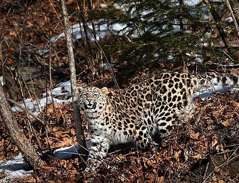 Only 84 Amur leopard remain in the wild