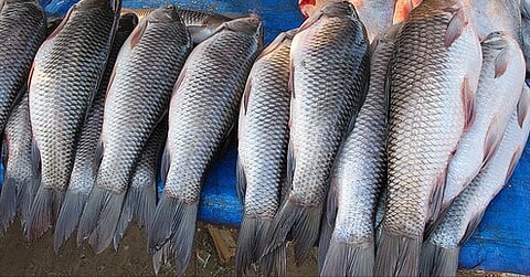 Raid in fish market at Sarupathar