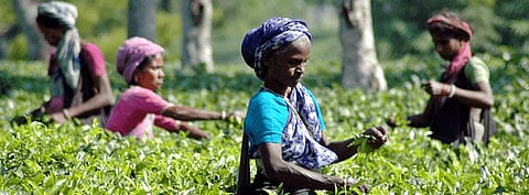 Daily wage of tea labourers hiked