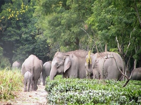Seven houses destroyed by wild jumbos