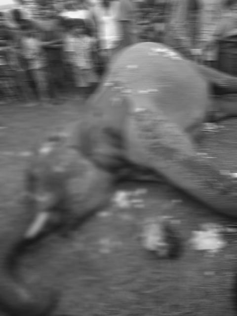 Wild elephant found dead in Baksa