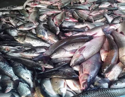 Feni, fish and formalin: Morgue preservative in seafood provokes outrage, acrid humour