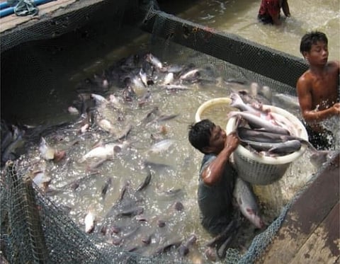 Fish farmers asked to adopt scientific management practices for better harvest