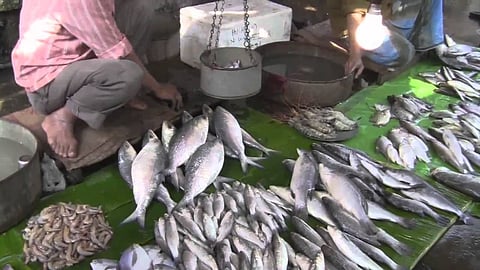 Ban on sale  of fresh fish products
