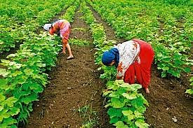 ‘Four-pronged strategy to double farmers’ income’