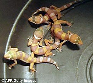 গুৱাহাটী আৰু ডিমাপুৰত বৃদ্ধি পাইছে কেঁকোসাপ সৰবৰাহ