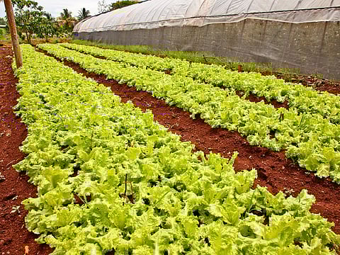 Meet on MOVCD-NER organised at Yupia