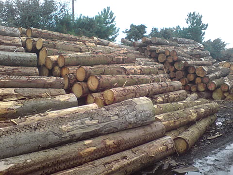 Forest Officials Crack Down