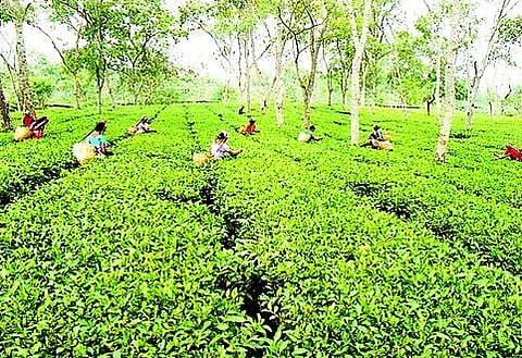 Training programme for small tea growers