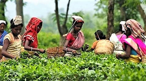 Assam Tea Tribes Students Association Demands Proper Healthcare Facilities for Tea Labourers at Sonari