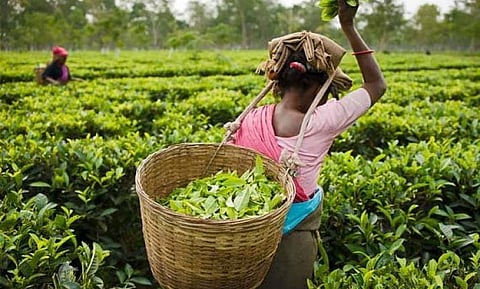 Gardens face serious threat