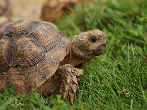 Tortoise Found in Doomdooma River by a Youth in Assam