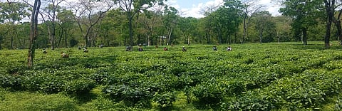 Tripura Tea Development Corporation to Set Up own Tea Auction Centres