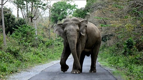 Elephants cause havoc at Rani near Guwahati