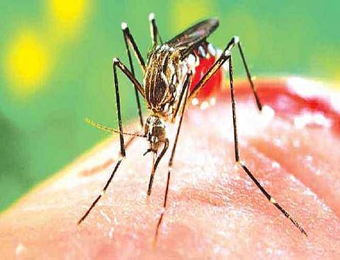 47 Dengue cases detected in Nagaland