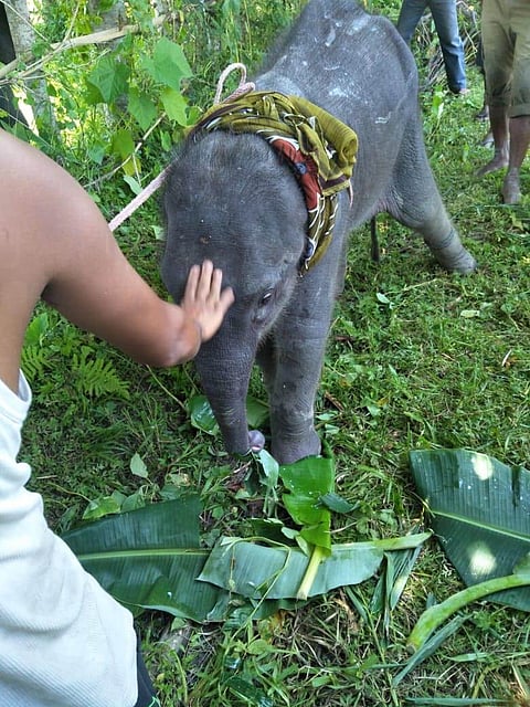 Elephant calf rescued at Biswanath Chariali