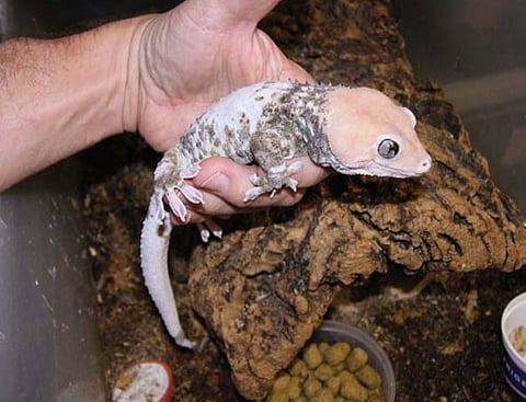 Wildlife Smuggling Check: Five Tokay geckos Recovered by Guwahati Police