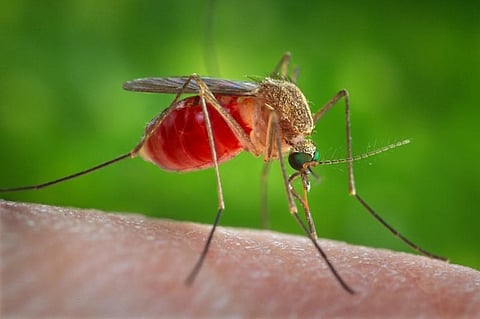 Japanese Encephalitis (JE) claims four lives in Jorhat