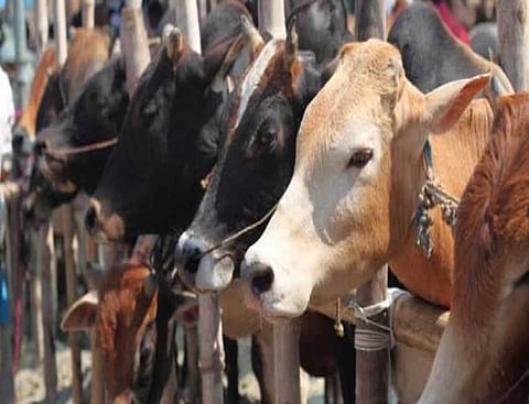 BSF seizes cattle on international border of Meghalaya