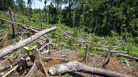 Arunachal Pradesh Faces Declining Forest Cover: ISFR-2023