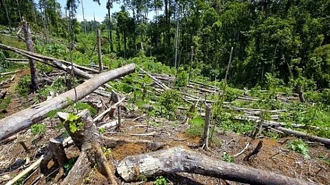 Assam, Arunachal Pradesh to lose massive forest cover by 2028, says IIRS