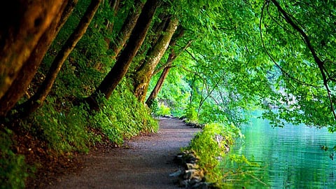 Studies Reveal: Nature is a Bliss for Human Wellness and Happiness