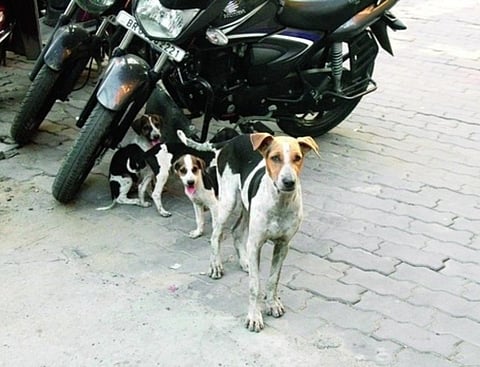 Guwahati Witnessing Tremendous Increase of Stray Dogs