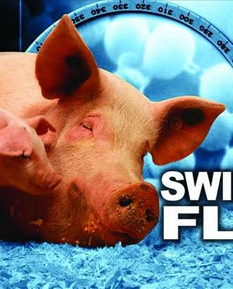 China’s Swine Fever Outbreak Threatens other Asian Countries