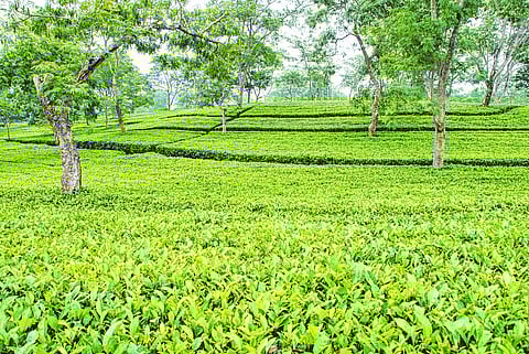 Tezpur Tea wins award at International Tea Fair