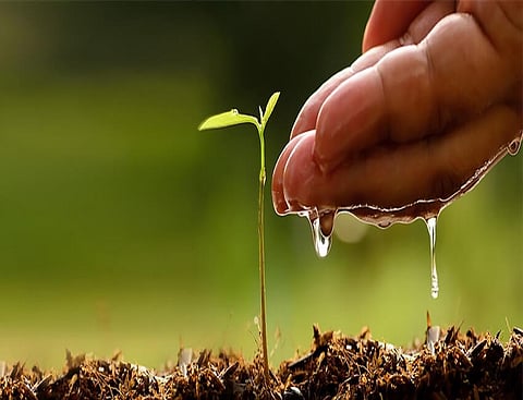 Tree plantation drive by Lion’s Club of Shillong