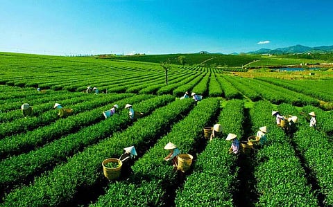 Agricultural Growth Speed, Skill and Stability a Must