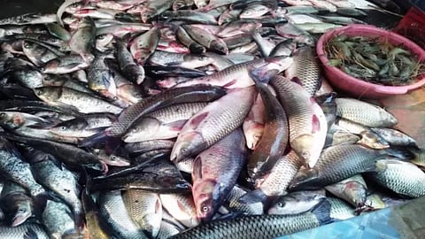 Food Safety Drive at Fish Market
