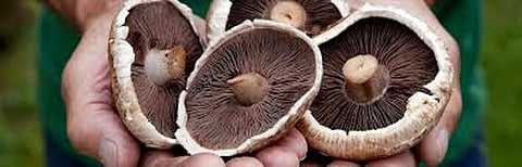 Mushroom Cultivation Opening Up New Avenues in Manipur