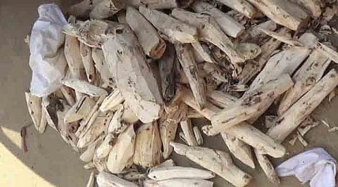 Illegal Agarwood Worth Rs 20 lakh seized, 4 Arrested
