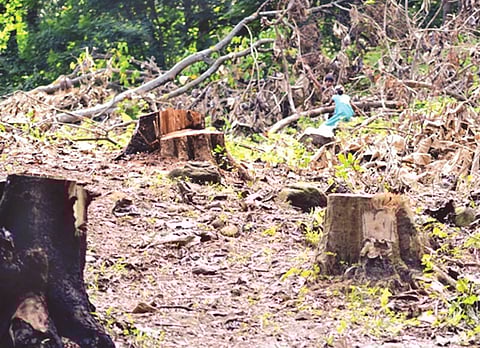 GMCH authority destroying forests of Narakasur hills: Early Birds
