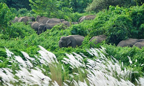 Wild jumbos wreak havoc in Sivasagar villages