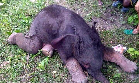 Rescued elephant calf handed over to Bhutan