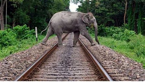 Railways’ Plan Bee Averts Elephant Mishaps in Corridors