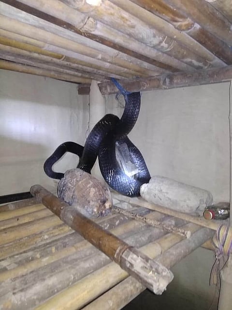 12-foot long King Cobra found in Silchar