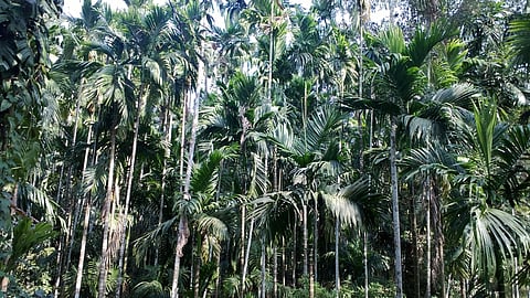 Areca nut plantation destroyed in Kokrajhar
